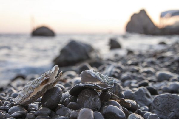 Recuperación Mar Menor ostras