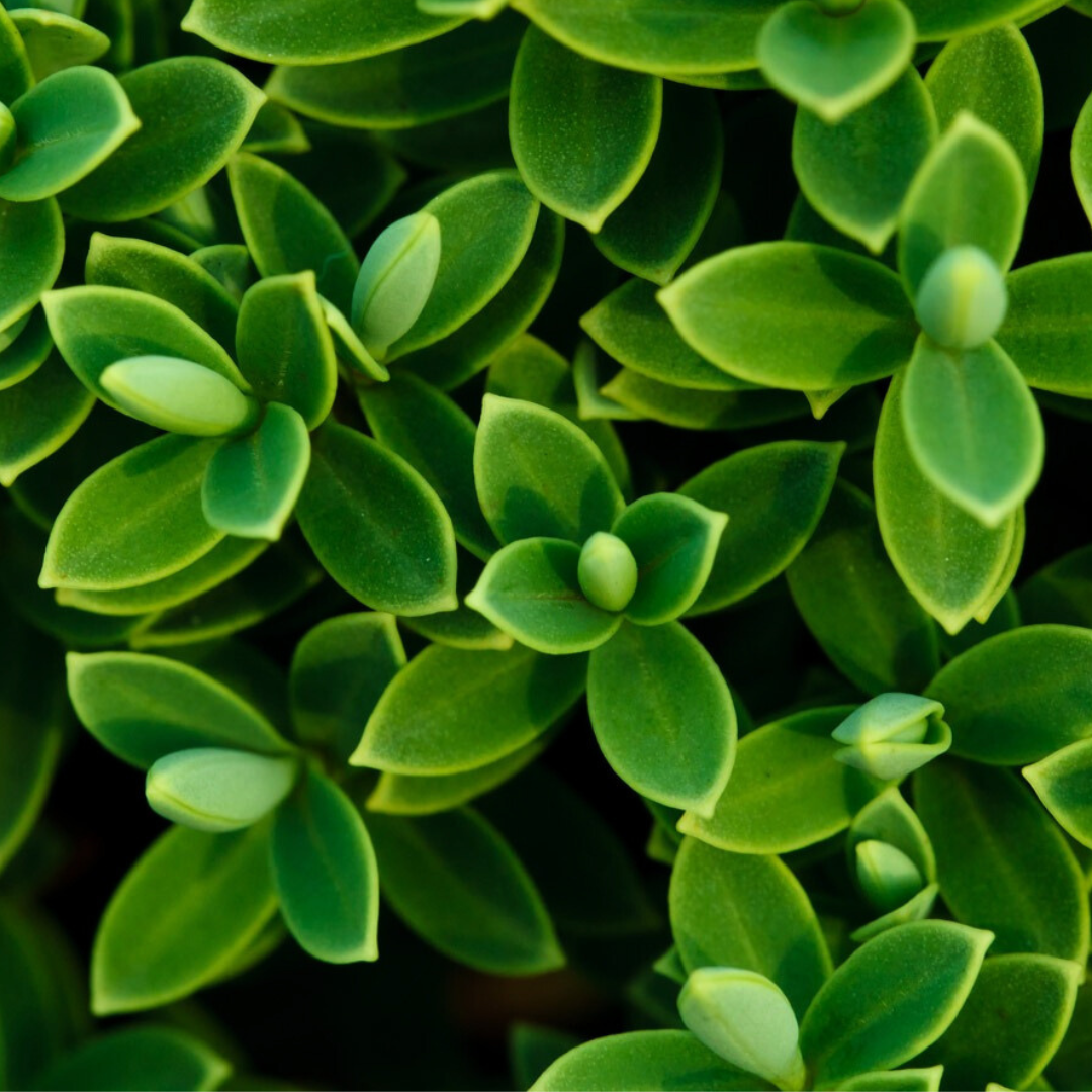 Vegetación Smart Garden