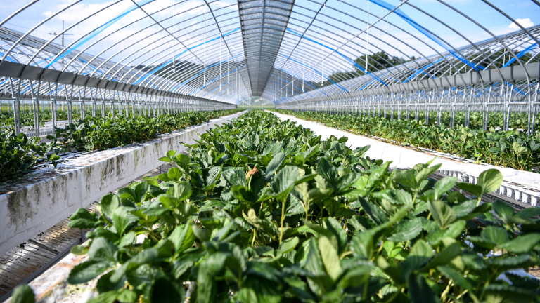 invernaderos-portada