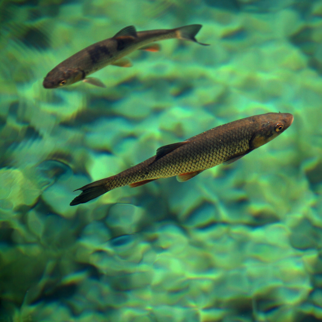 aquaculture-2 aquaculture-2