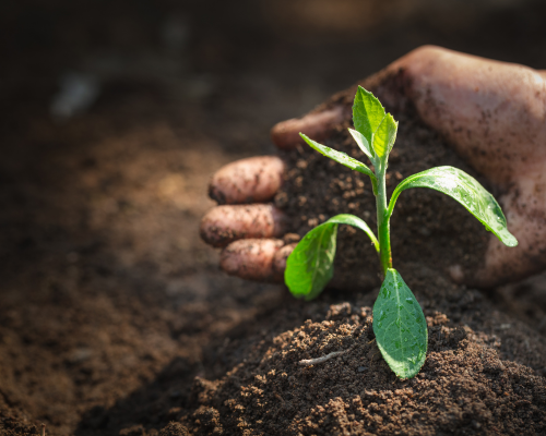 sensores de suelo agrícolas