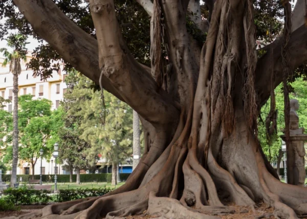 Sensores IoT para árboles urbanos