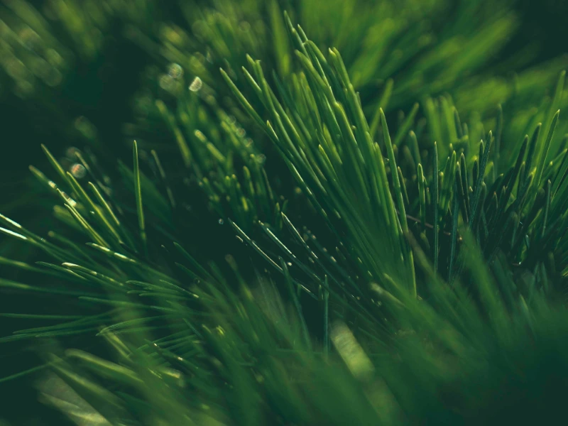 Deteção precoce de incêndios com sensores