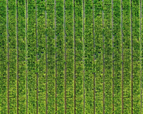 Sensores agrícolas: clave para una agricultura más precisa