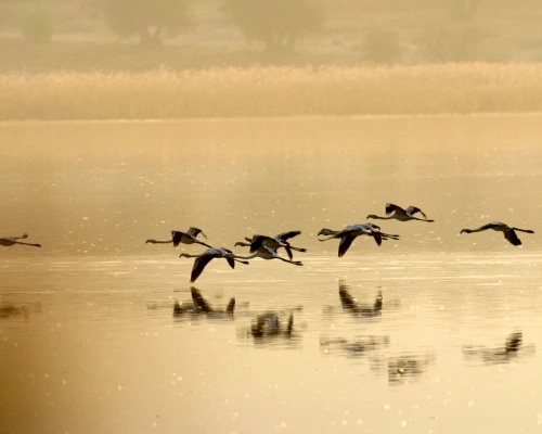 Système d'alerte précoce intelligent pour protéger la sauvagine contre le botulisme aviaire