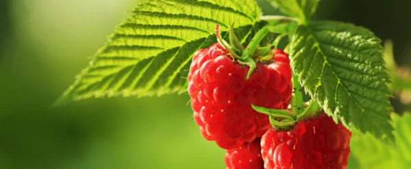 berries 4.0