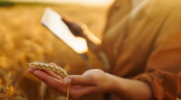 Agricultor con tablet revisando espiga de trigo en campo