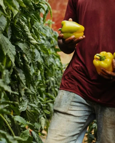 Ingrovia-agricultural holdings