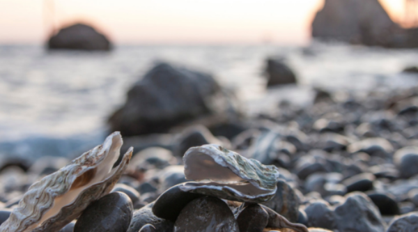 Ostras en la orilla del Mar Menor al atardecer
