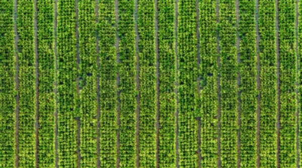 Capteurs agricoles&nbsp;: la clé d’une agriculture plus précise