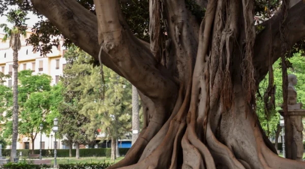 Capteurs IoT pour arbres urbains