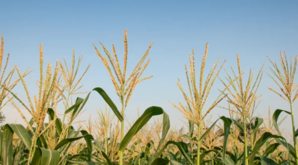 agriculture biologique numérique
