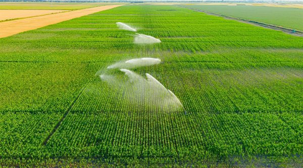 Aerial view of irrigation system, water jet rain guns sprinklers, on field with corn, helping grow, vegetation in dry season, increases crop yields.