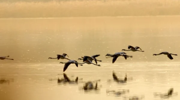 Intelligent early warning system to protect waterfowl against avian botulism