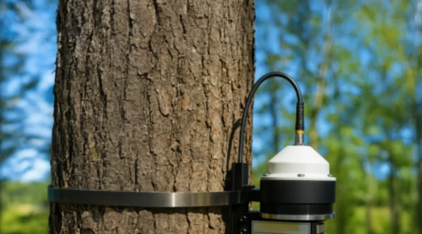 Dendrómetro de tronco