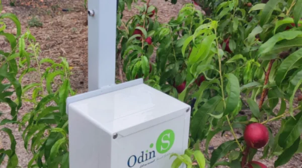 IPex12-UNE 318002-32021