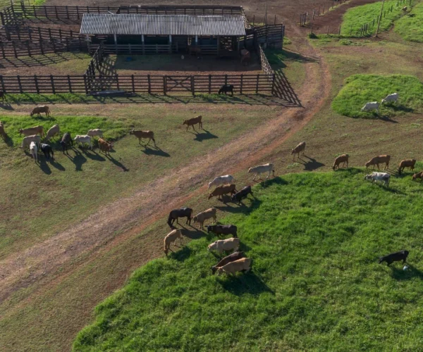 Soluciones IoT para ganadería