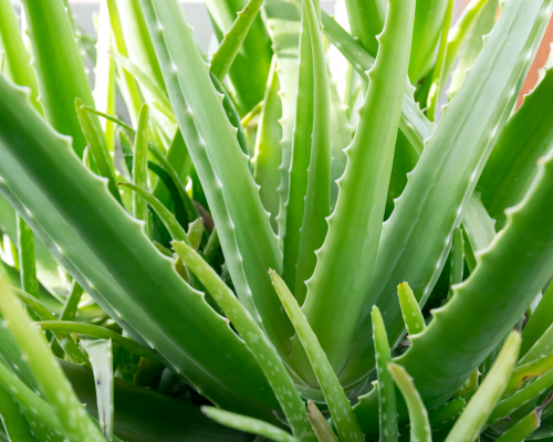 plantas CAM, planta de aloe vera