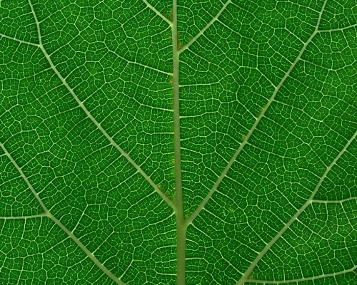 Hoja verde representando la fisiología de las plantas C3, C4 y CAM