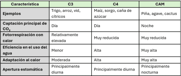 diferencias entre plantas C3,C4 y CAM